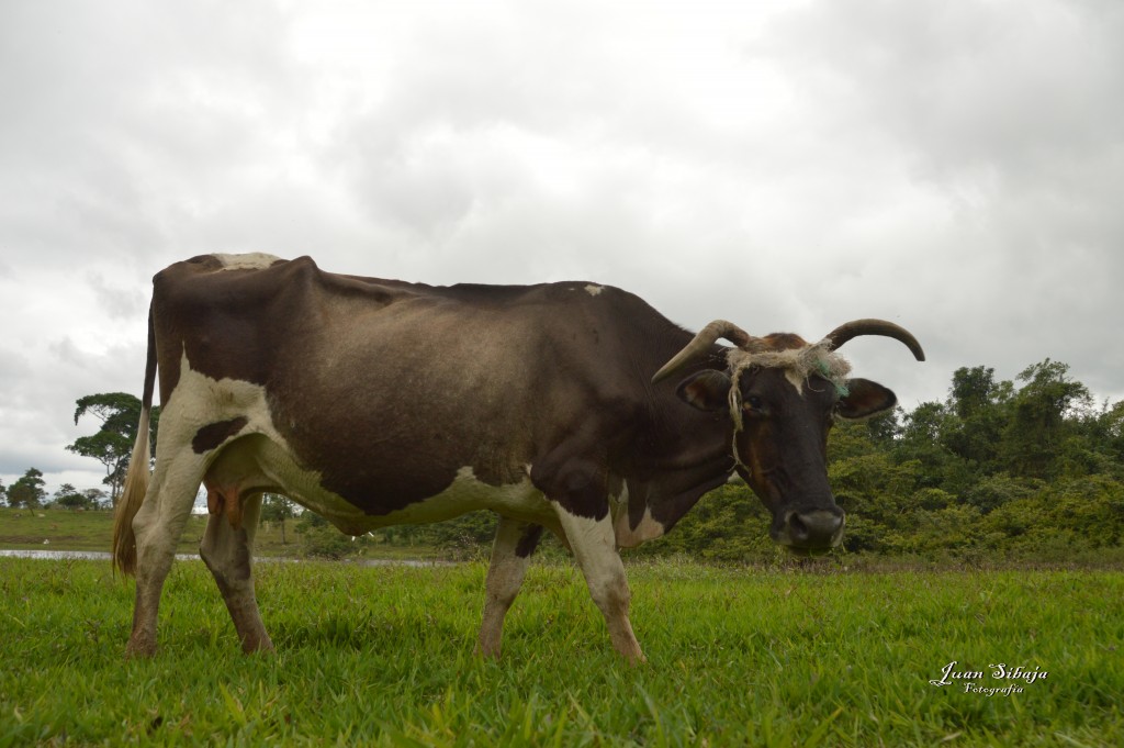 Foto: Refugio de Vida Silvestre - Caño Negro (Alajuela), Costa Rica