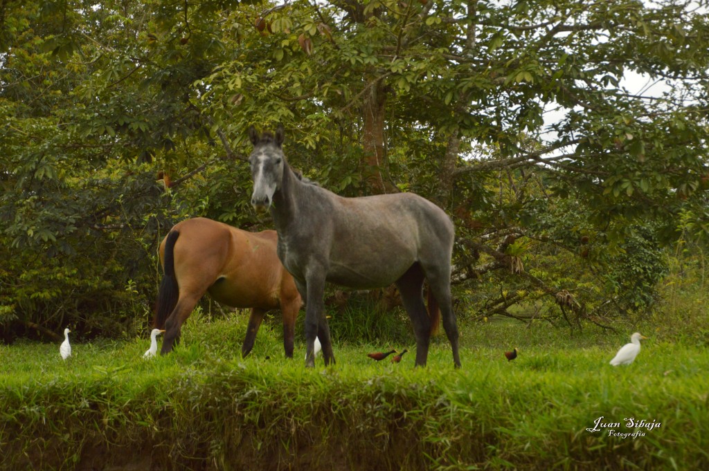 Foto: Refugio de Vida Silvestre - Caño Negro (Alajuela), Costa Rica