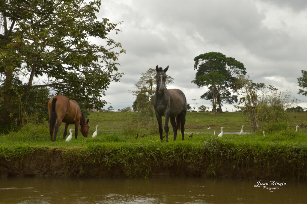 Foto: Refugio de Vida Silvestre - Caño Negro (Alajuela), Costa Rica