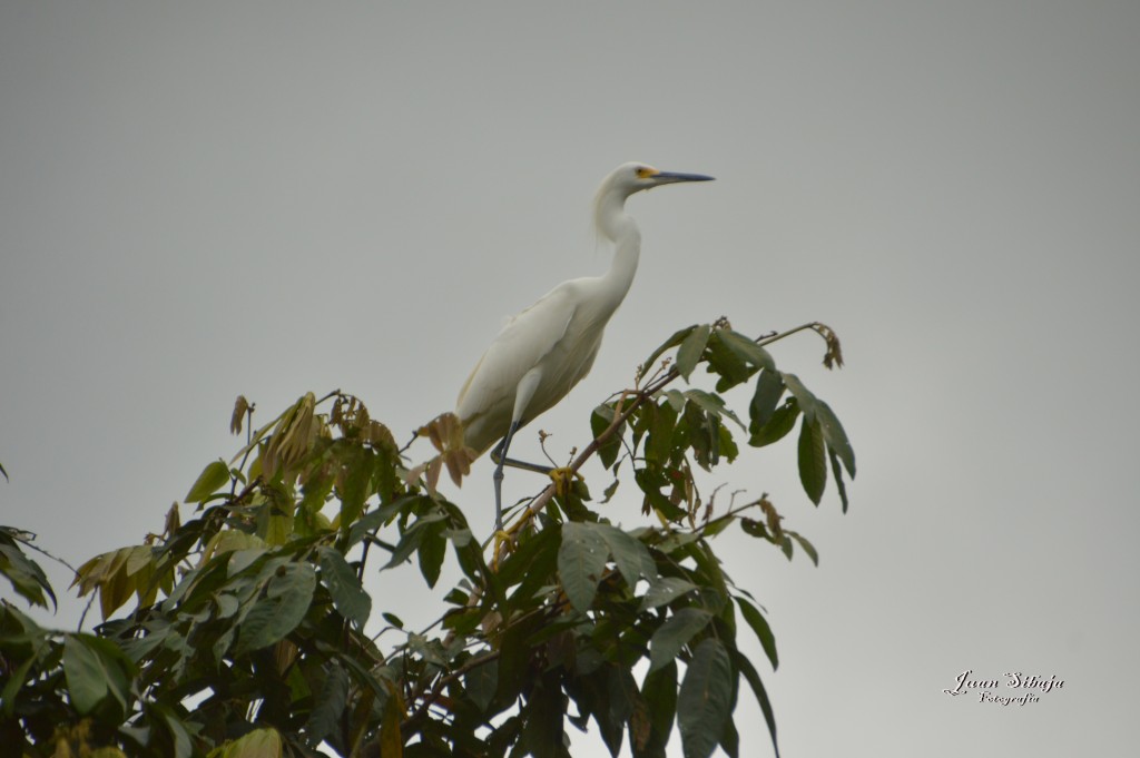 Foto: Refugio de Vida Silvestre - Caño Negro (Alajuela), Costa Rica