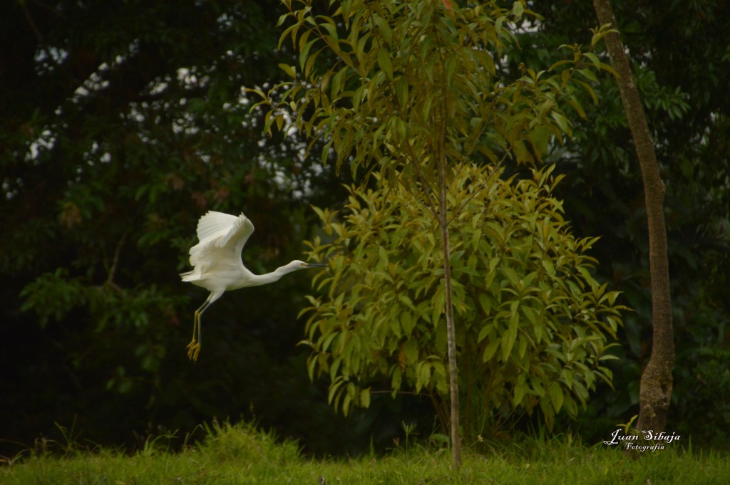 Foto: Refugio de Vida Silvestre - Caño Negro (Alajuela), Costa Rica