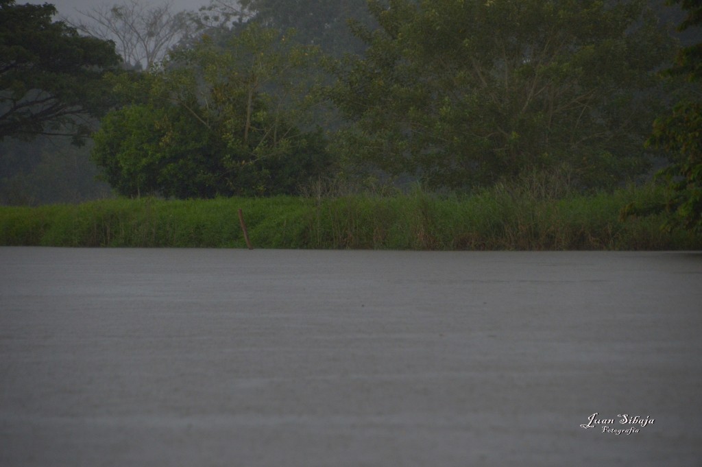 Foto: Refugio de Vida Silvestre - Caño Negro (Alajuela), Costa Rica