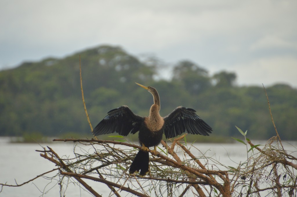 Foto: Refugio de Vida Silvestre - Caño Negro (Alajuela), Costa Rica