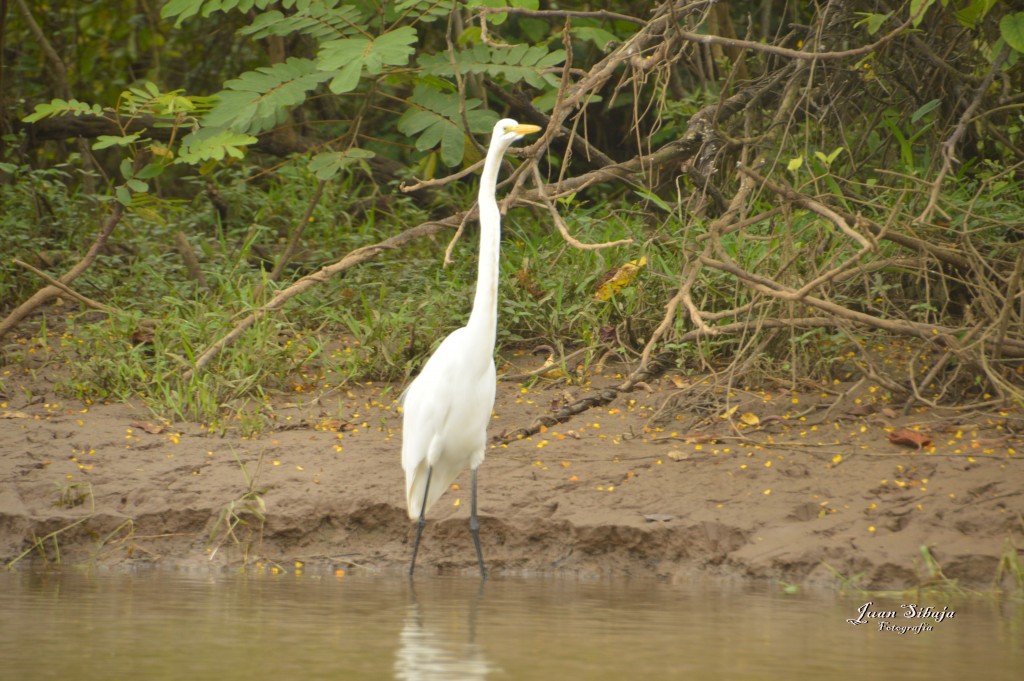 Foto: Refugio de Vida Silvestre - Caño Negro (Alajuela), Costa Rica