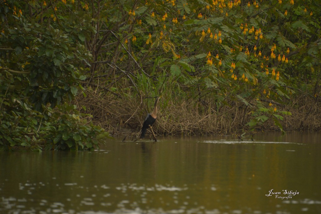 Foto: Refugio de Vida Silvestre - Caño Negro (Alajuela), Costa Rica