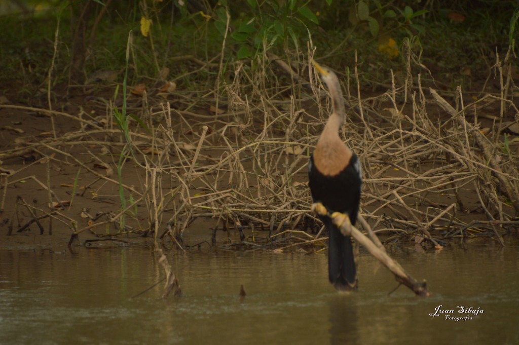 Foto: Refugio de Vida Silvestre - Caño Negro (Alajuela), Costa Rica