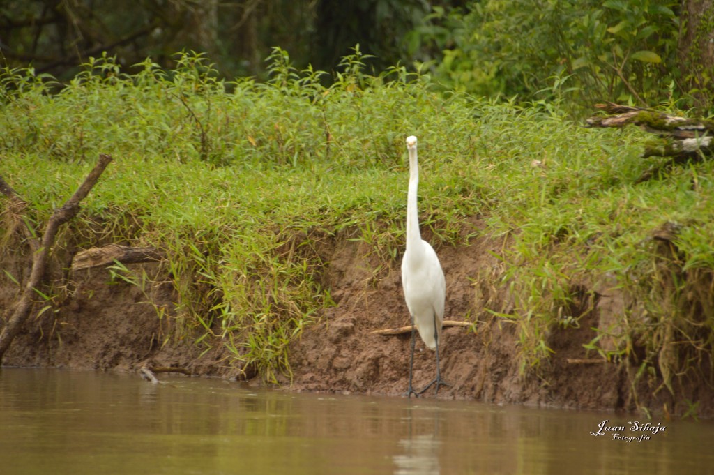 Foto: Refugio de Vida Silvestre - Caño Negro (Alajuela), Costa Rica