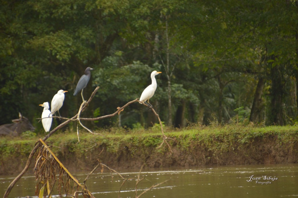 Foto: Refugio de Vida Silvestre - Caño Negro (Alajuela), Costa Rica