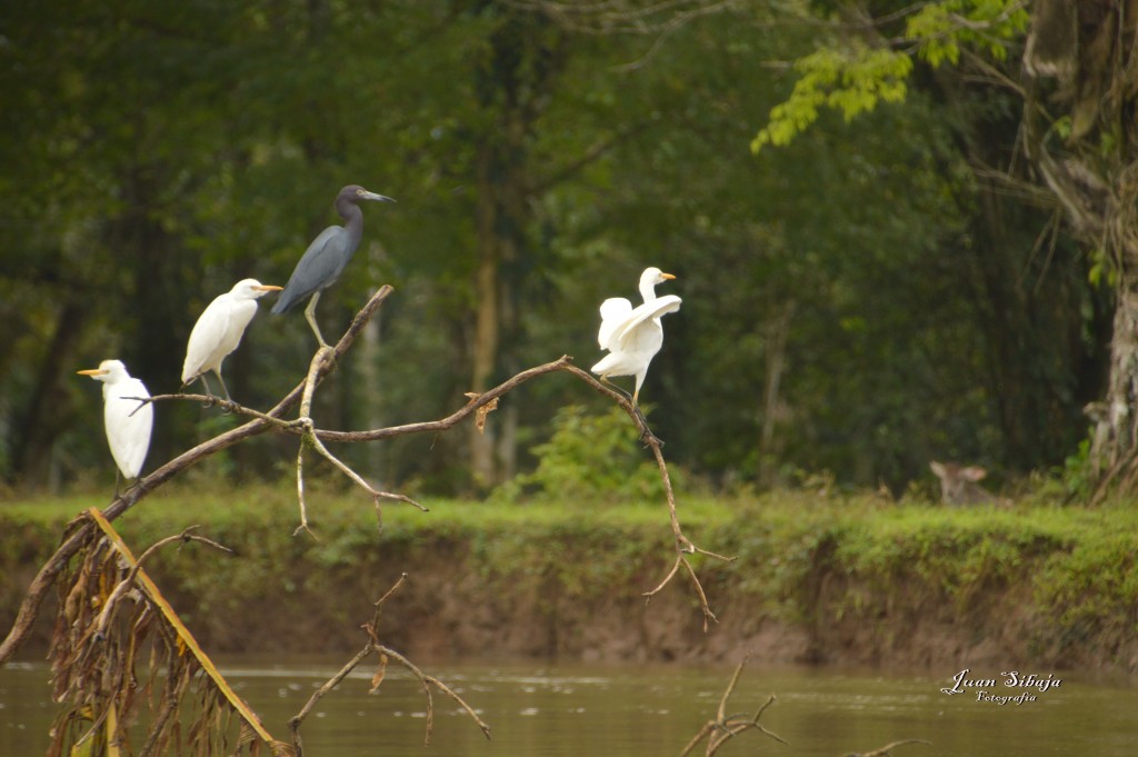 Foto: Refugio de Vida Silvestre - Caño Negro (Alajuela), Costa Rica