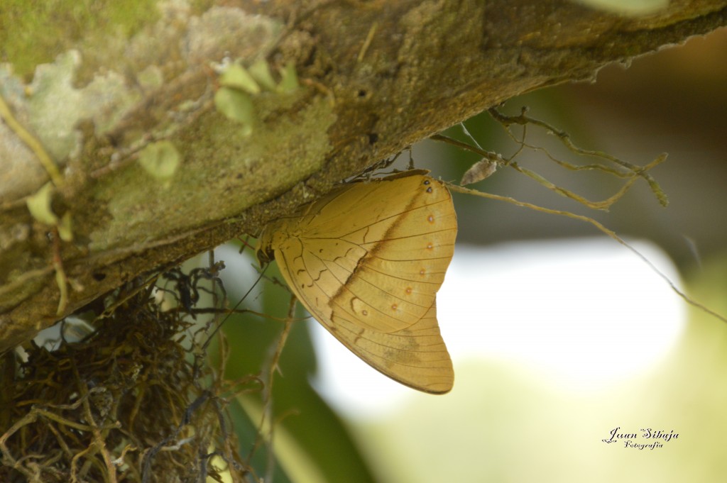 Foto: Refugio de Vida Silvestre - Caño Negro (Alajuela), Costa Rica