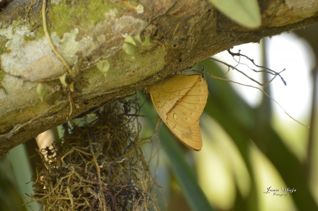 Foto: Refugio de Vida Silvestre - Caño Negro (Alajuela), Costa Rica