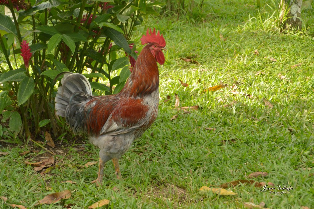 Foto: Refugio de Vida Silvestre - Caño Negro (Alajuela), Costa Rica