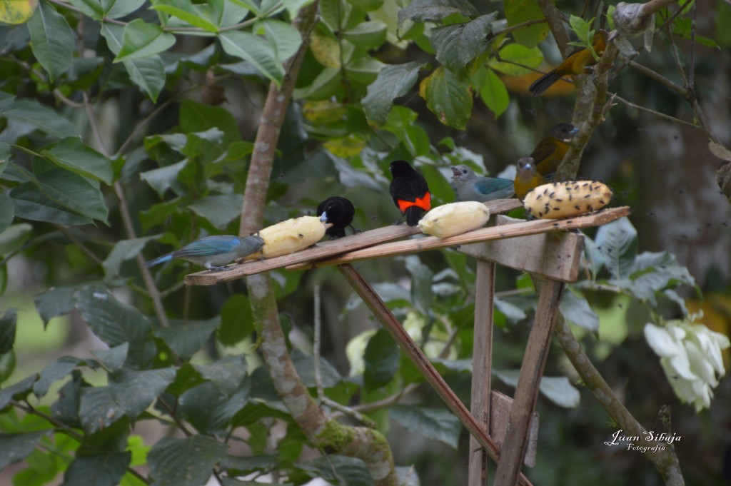 Foto: Refugio de Vida Silvestre - Caño Negro (Alajuela), Costa Rica