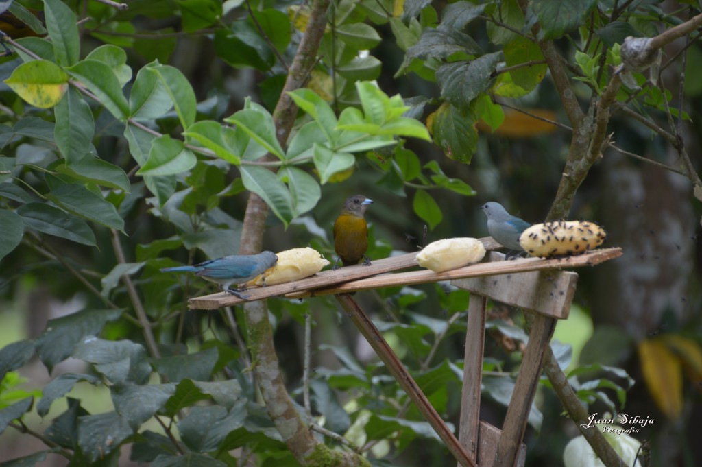 Foto: Refugio de Vida Silvestre - Caño Negro (Alajuela), Costa Rica