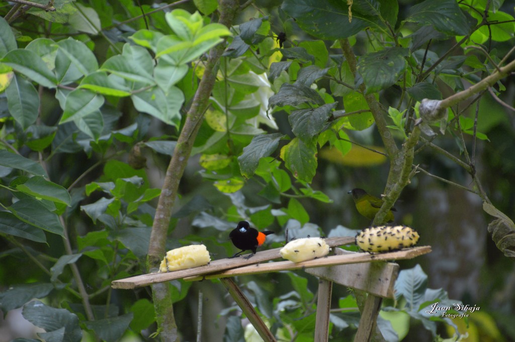 Foto: Refugio de Vida Silvestre - Caño Negro (Alajuela), Costa Rica