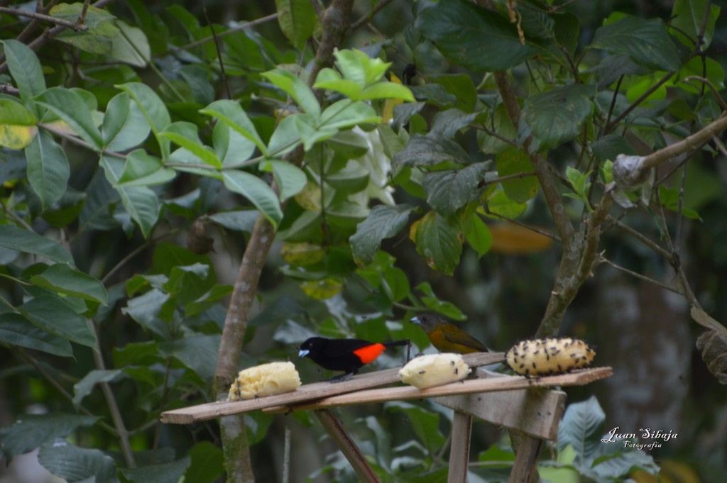 Foto: Refugio de Vida Silvestre - Caño Negro (Alajuela), Costa Rica