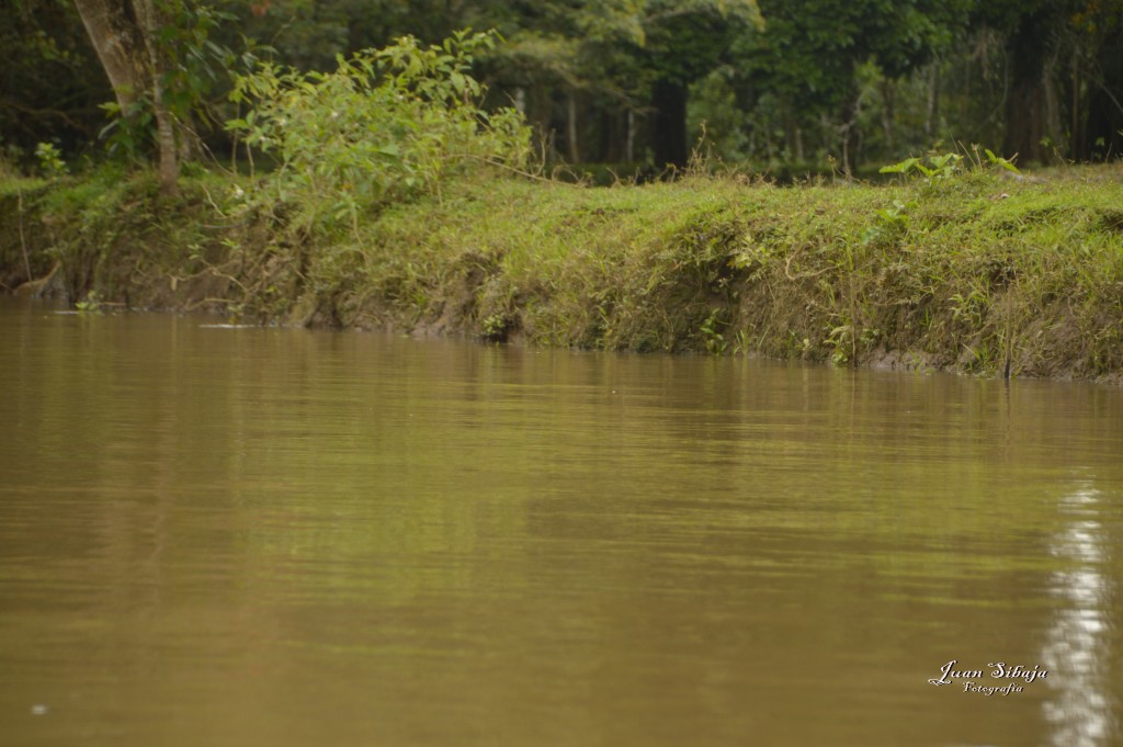 Foto: Refugio de Vida Silvestre - Caño Negro (Alajuela), Costa Rica