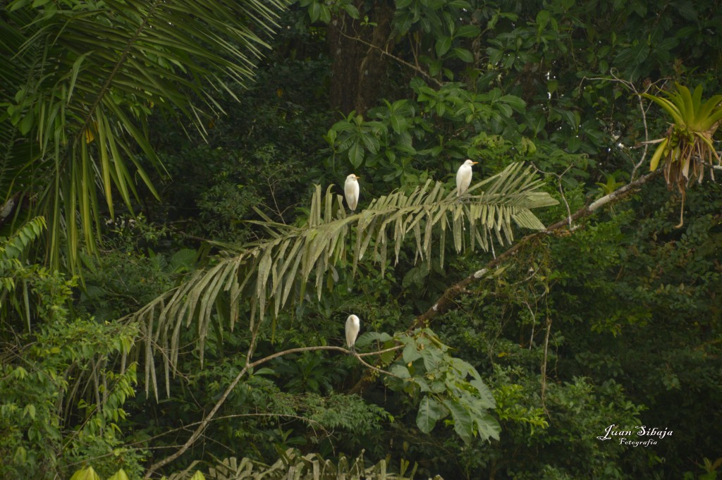 Foto: Refugio de Vida Silvestre - Caño Negro (Alajuela), Costa Rica