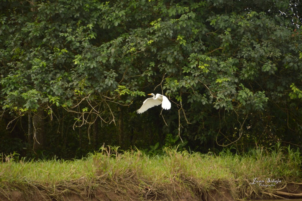 Foto: Refugio de Vida Silvestre - Caño Negro (Alajuela), Costa Rica