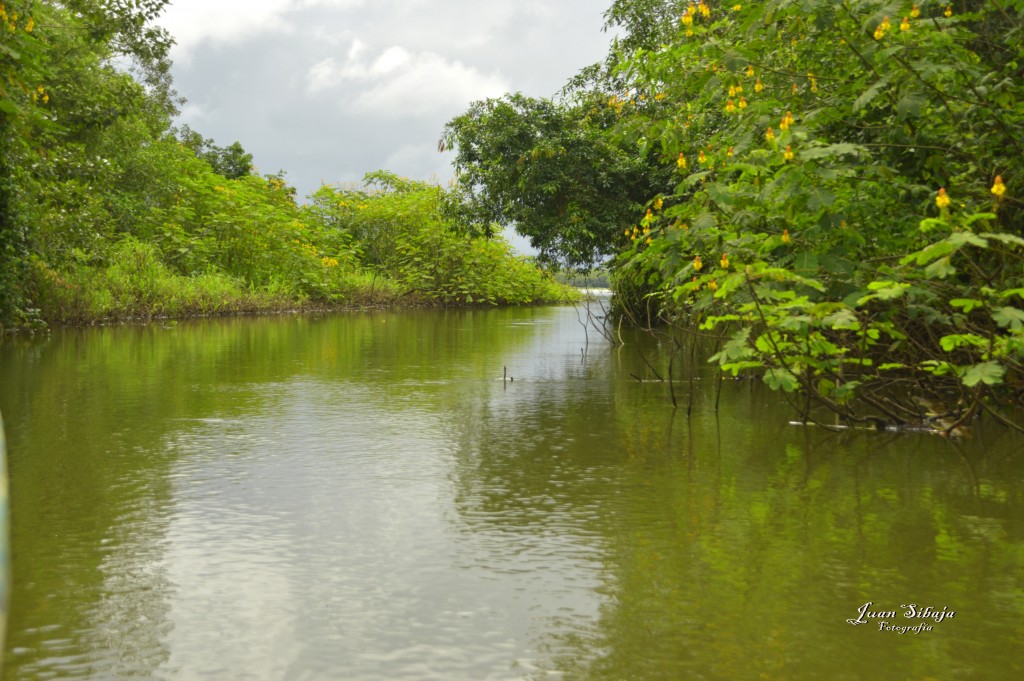 Foto: Refugio de Vida Silvestre - Caño Negro (Alajuela), Costa Rica