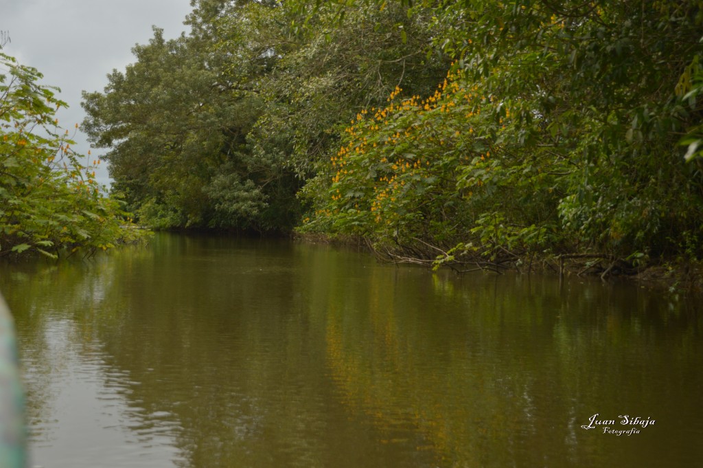 Foto: Refugio de Vida Silvestre - Caño Negro (Alajuela), Costa Rica