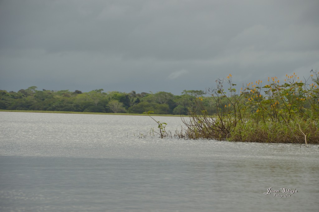 Foto: Refugio de Vida Silvestre - Caño Negro (Alajuela), Costa Rica