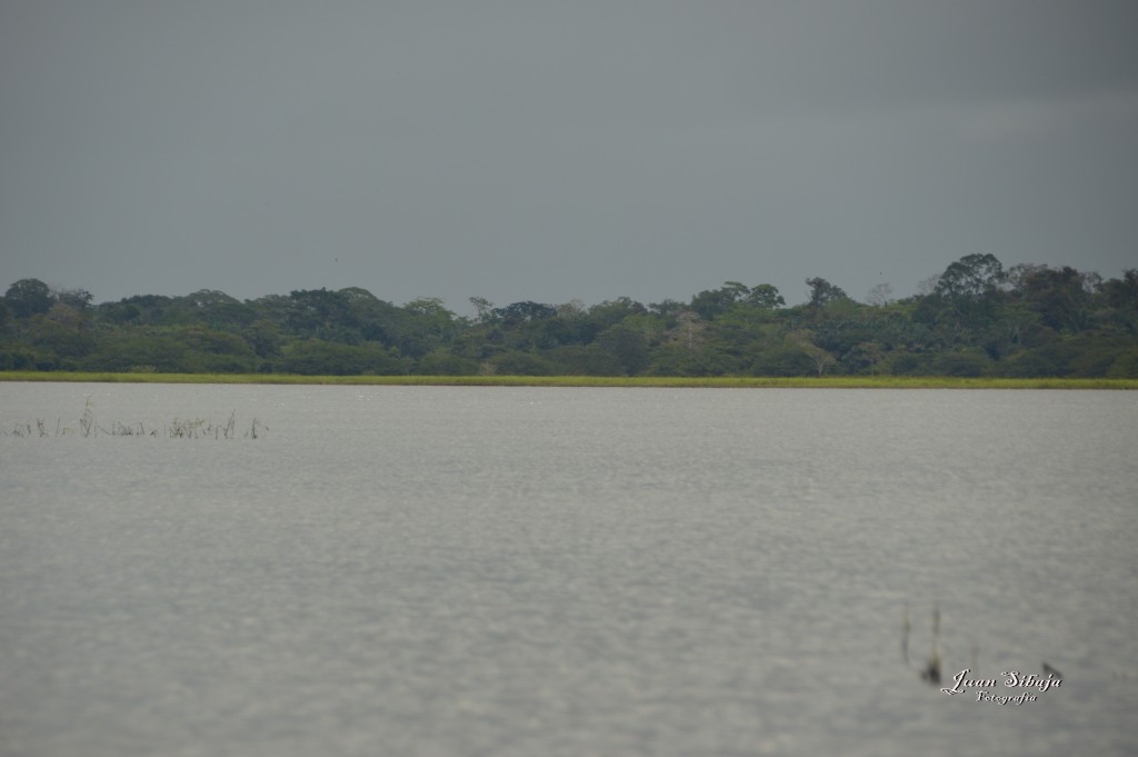 Foto: Refugio de Vida Silvestre - Caño Negro (Alajuela), Costa Rica