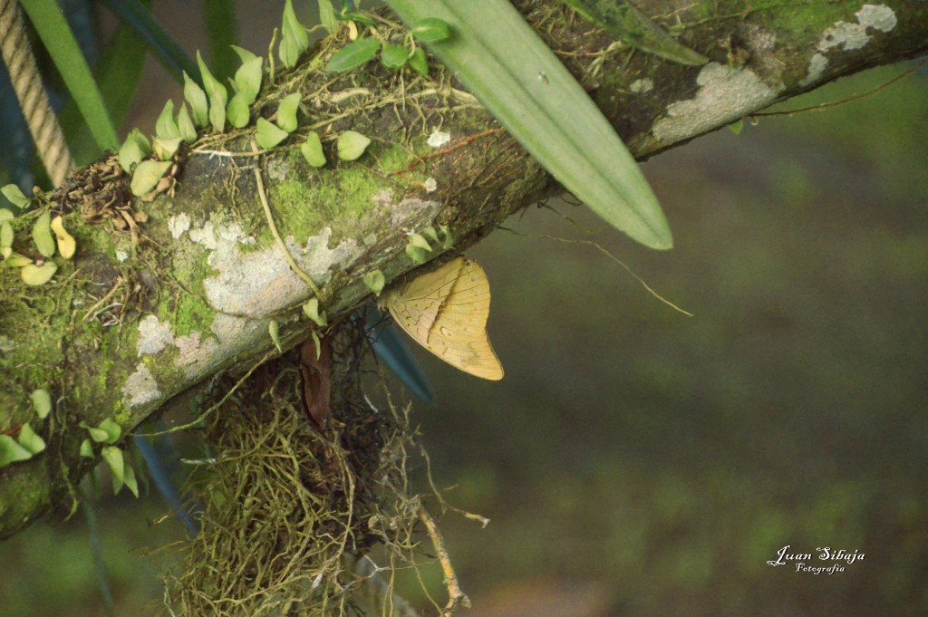 Foto: Refugio de Vida Silvestre - Caño Negro (Alajuela), Costa Rica