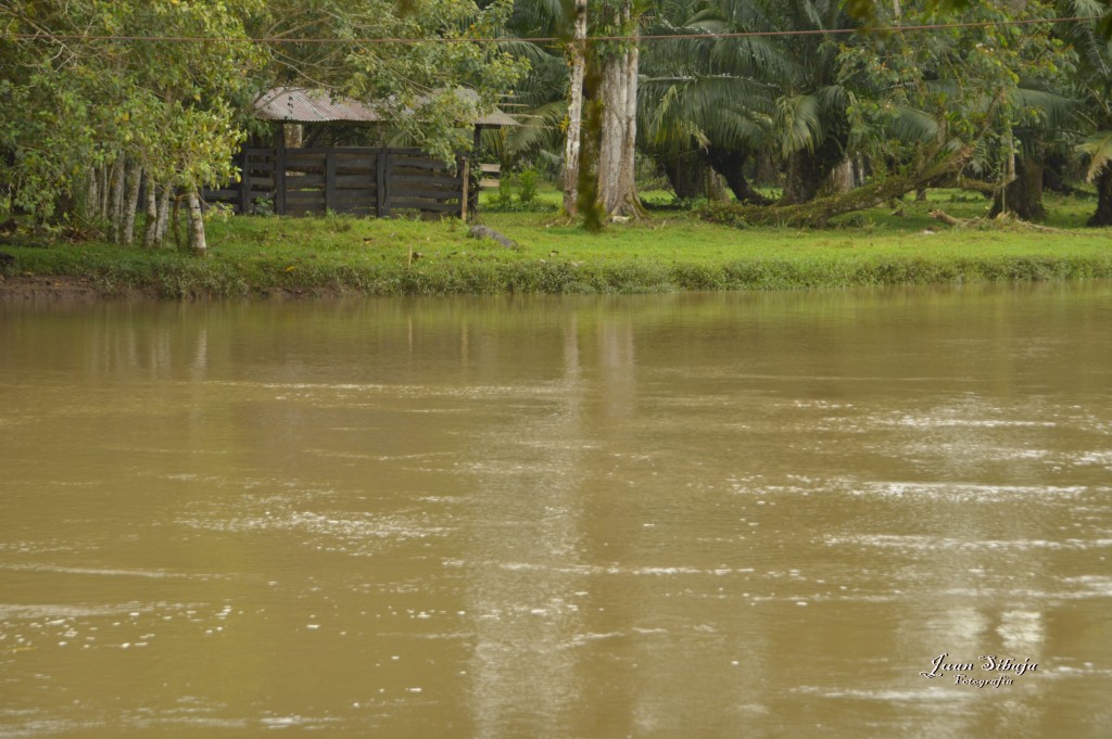 Foto: Refugio de Vida Silvestre - Caño Negro (Alajuela), Costa Rica