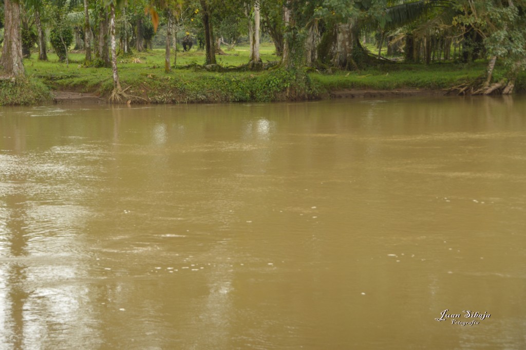 Foto: Refugio de Vida Silvestre - Caño Negro (Alajuela), Costa Rica