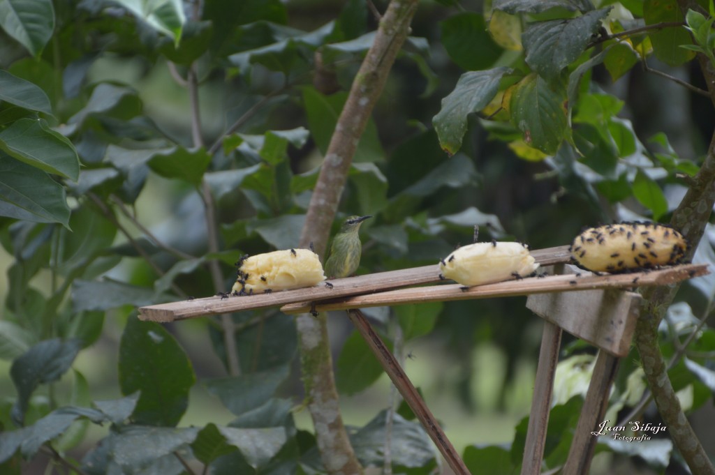 Foto: Refugio de Vida Silvestre - Caño Negro (Alajuela), Costa Rica