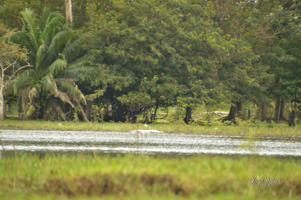 Foto: Refugio de Vida Silvestre - Caño Negro (Alajuela), Costa Rica