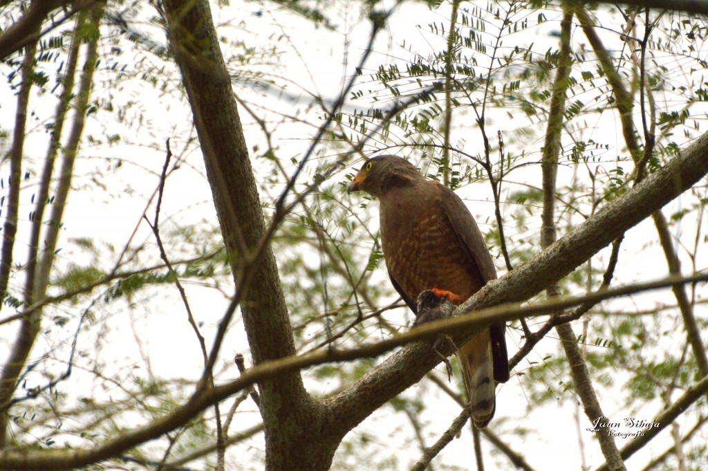 Foto: Refugio de Vida Silvestre - Caño Negro (Alajuela), Costa Rica