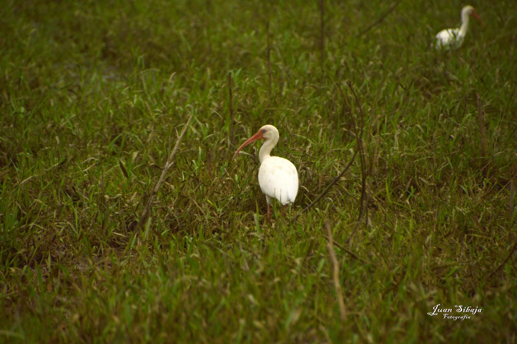 Foto: Refugio de Vida Silvestre - Caño Negro (Alajuela), Costa Rica