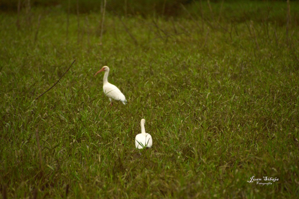 Foto: Refugio de Vida Silvestre - Caño Negro (Alajuela), Costa Rica