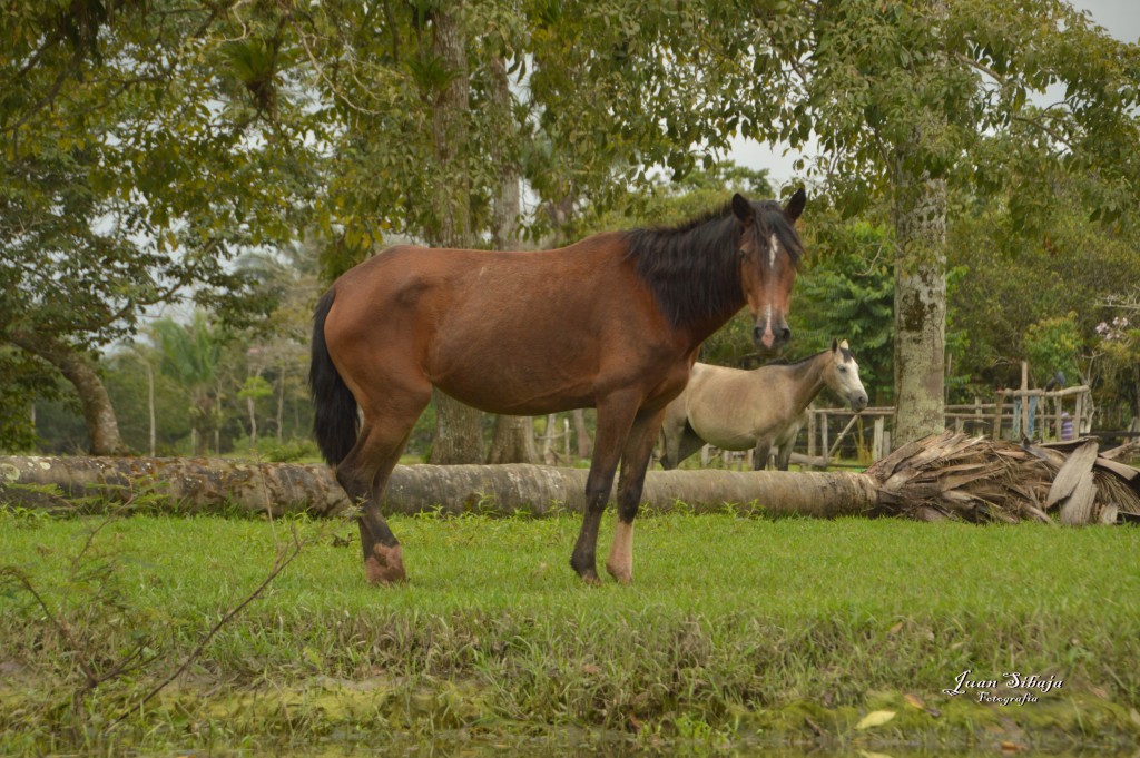 Foto: Refugio de Vida Silvestre - Caño Negro (Alajuela), Costa Rica