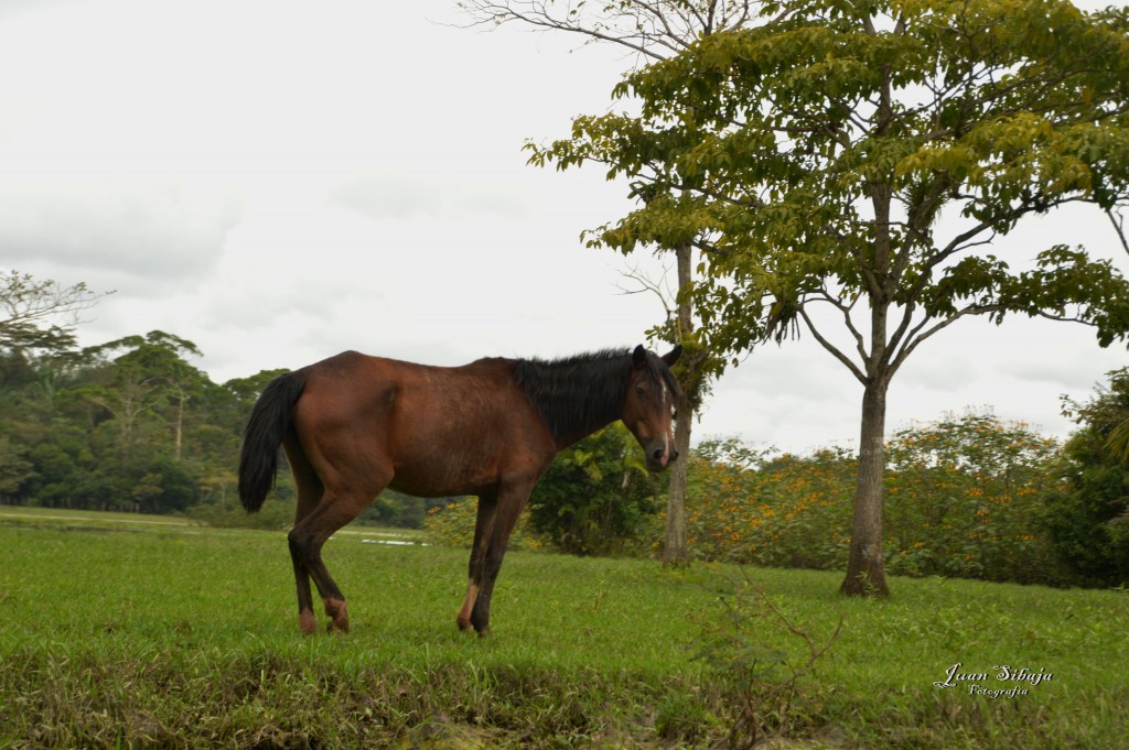 Foto: Refugio de Vida Silvestre - Caño Negro (Alajuela), Costa Rica