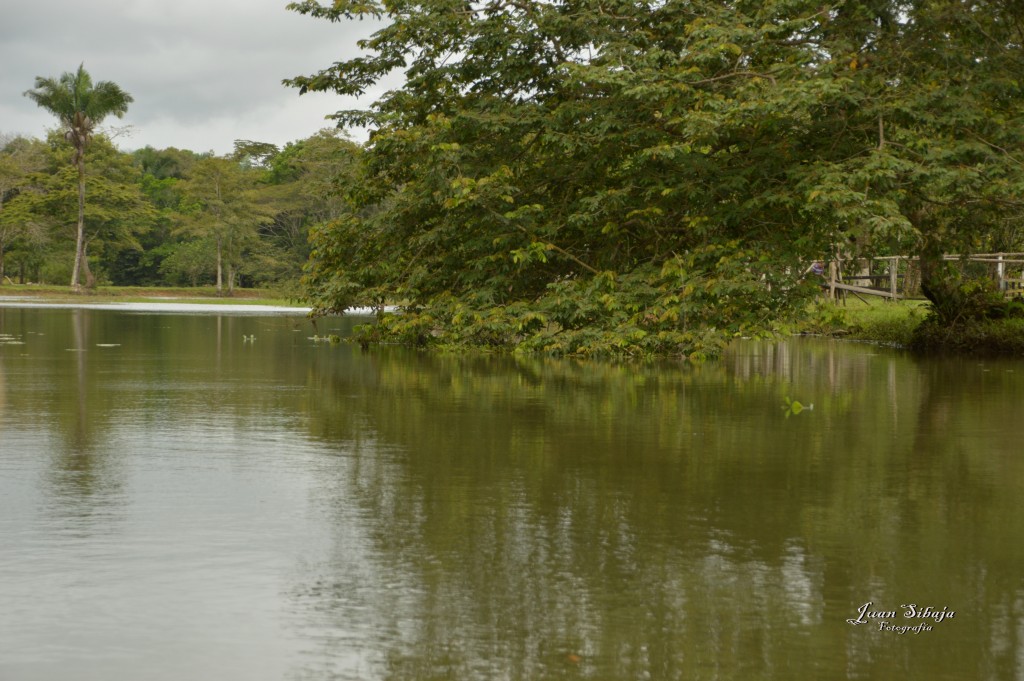 Foto: Refugio de Vida Silvestre - Caño Negro (Alajuela), Costa Rica