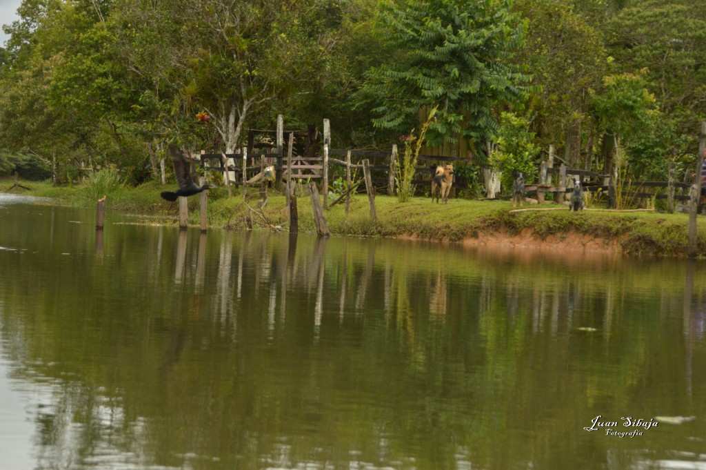 Foto: Refugio de Vida Silvestre - Caño Negro (Alajuela), Costa Rica