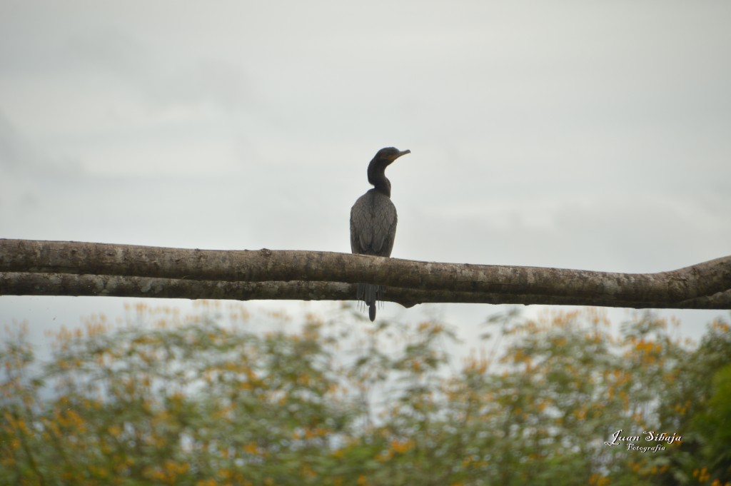 Foto: Refugio de Vida Silvestre - Caño Negro (Alajuela), Costa Rica