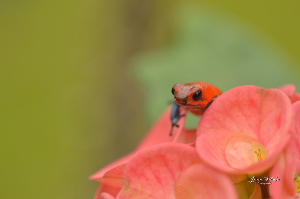 Foto: Refugio de Vida Silvestre - Caño Negro (Alajuela), Costa Rica