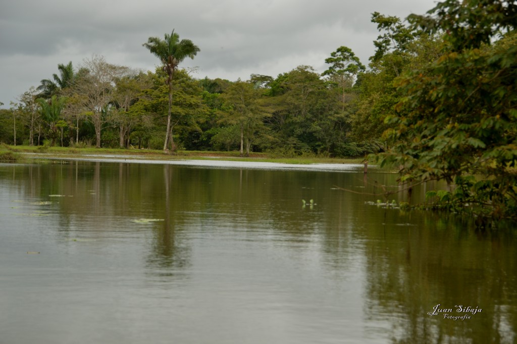 Foto: Refugio de Vida Silvestre - Caño Negro (Alajuela), Costa Rica