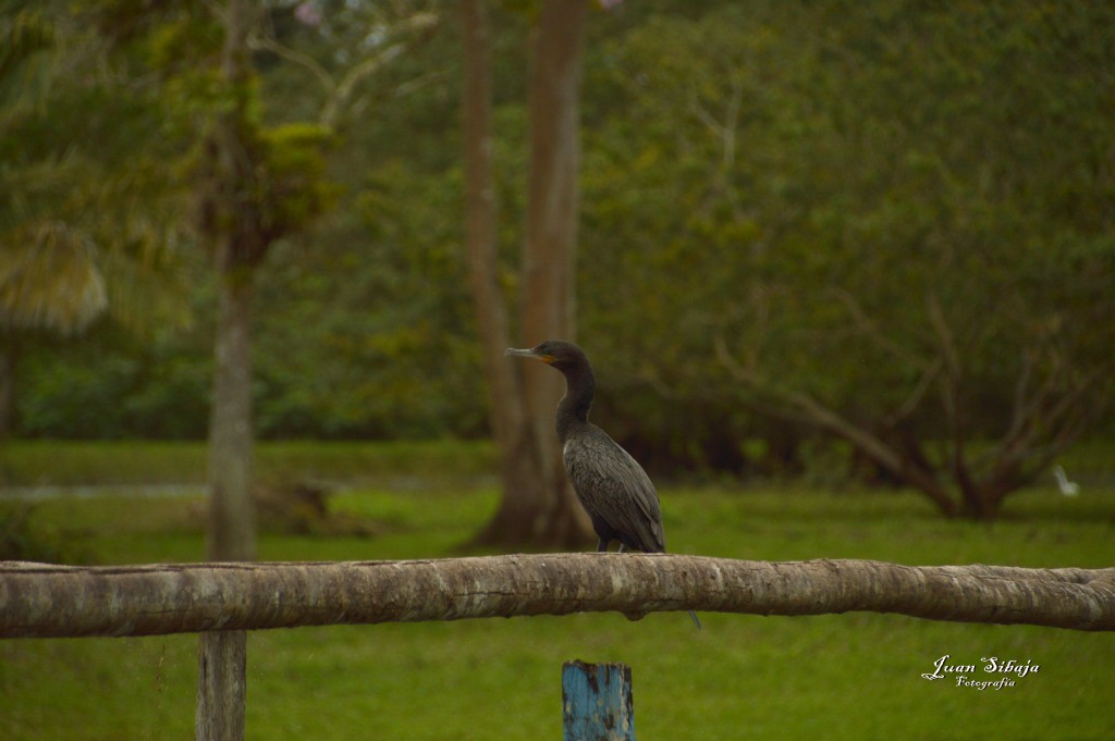 Foto: Refugio de Vida Silvestre - Caño Negro (Alajuela), Costa Rica