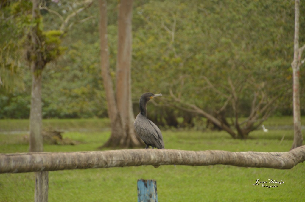 Foto: Refugio de Vida Silvestre - Caño Negro (Alajuela), Costa Rica