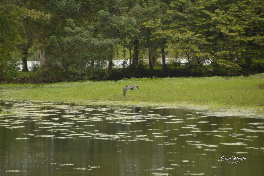 Foto: Refugio de Vida Silvestre - Caño Negro (Alajuela), Costa Rica