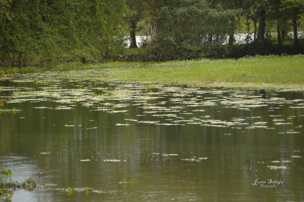 Foto: Refugio de Vida Silvestre - Caño Negro (Alajuela), Costa Rica