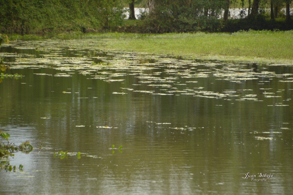 Foto: Refugio de Vida Silvestre - Caño Negro (Alajuela), Costa Rica