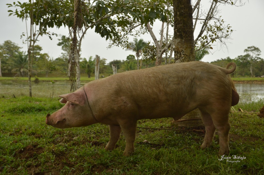 Foto: Refugio de Vida Silvestre - Caño Negro (Alajuela), Costa Rica