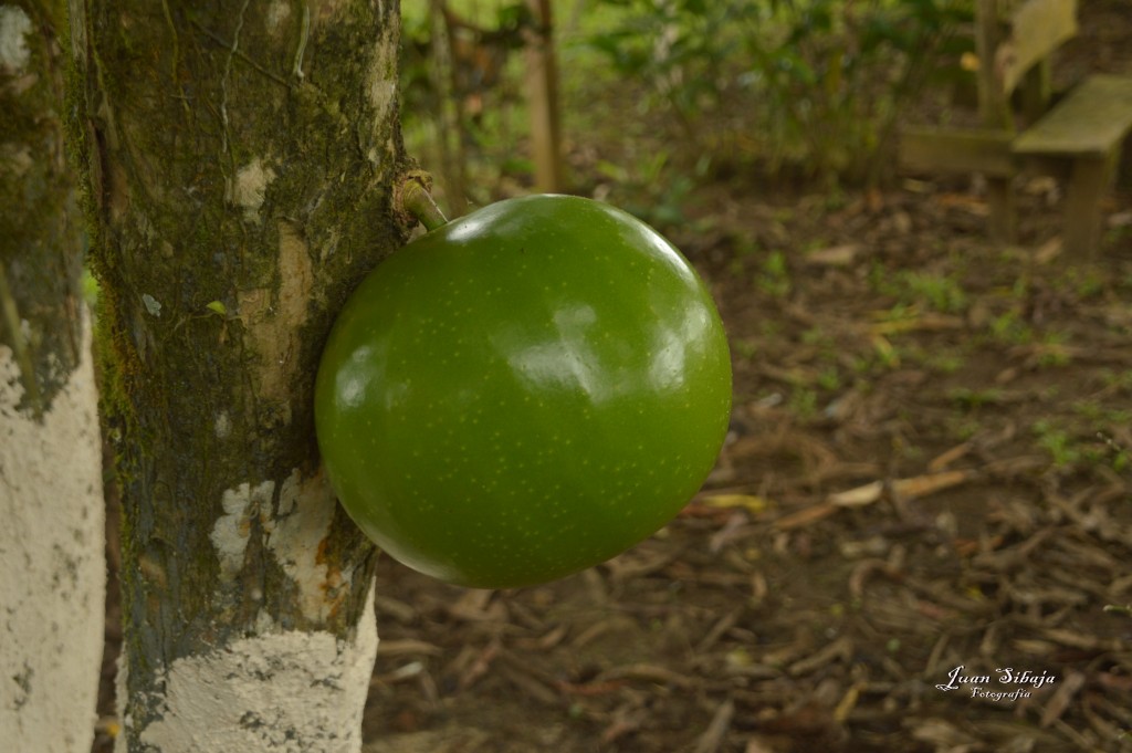 Foto: Refugio de Vida Silvestre - Caño Negro (Alajuela), Costa Rica