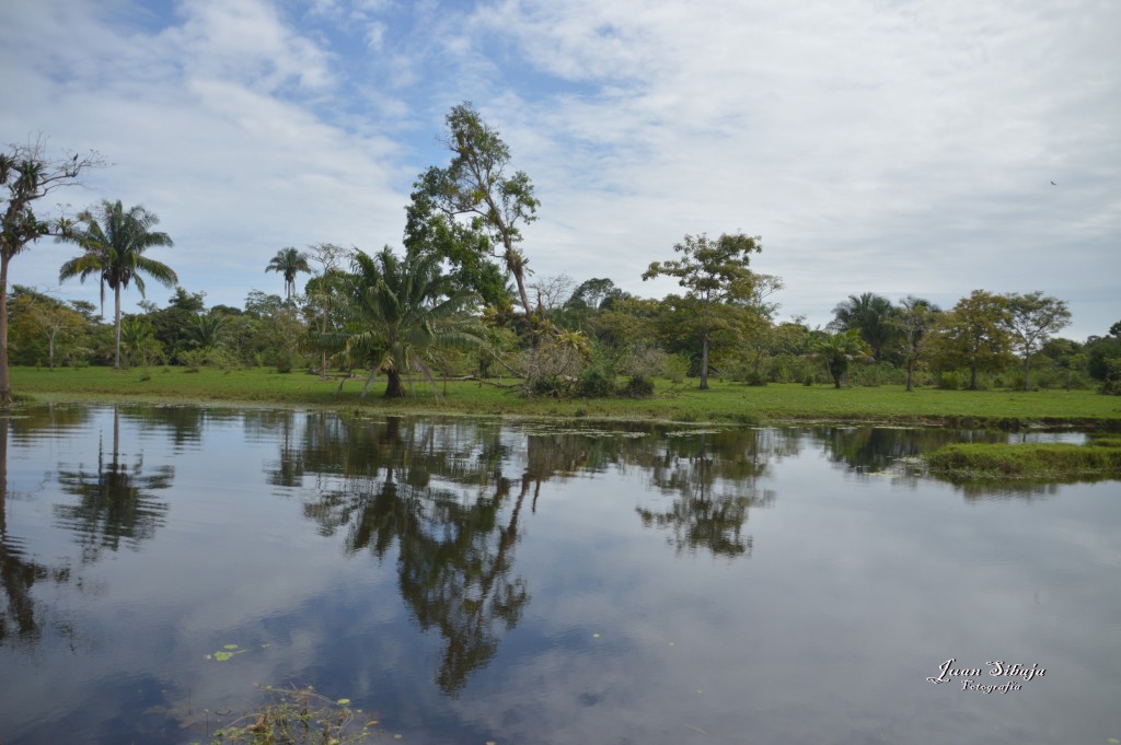 Foto: Refugio de Vida Silvestre - Caño Negro (Alajuela), Costa Rica